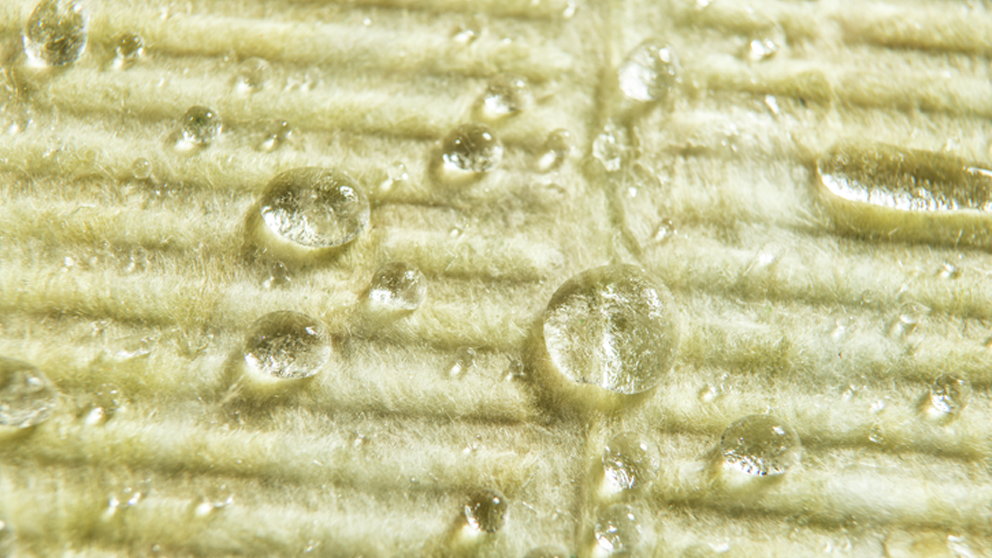CladStone Mineral Wool with Water Droplets