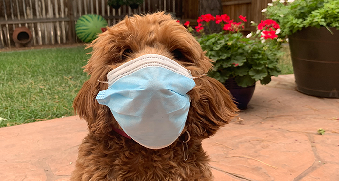 Molly Brown the Labradoodle, who’s the dog of Corporate Communications Director Eric Brown, models how to properly wear a face covering.  