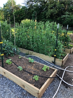 Home-grown fruit and veggies Home-grown fruit and veggies
