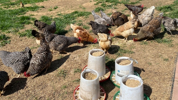 24 chickens live on the farm